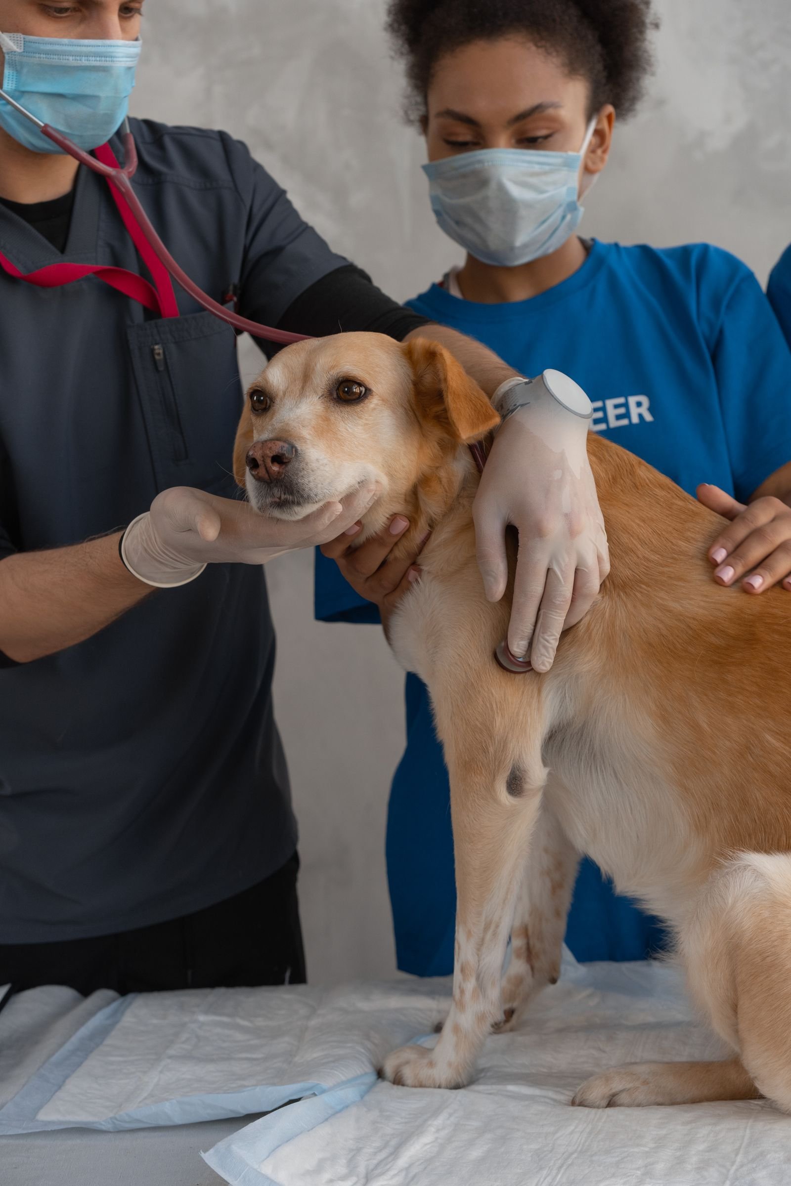 Equipo veterinario atendiendo a un perro