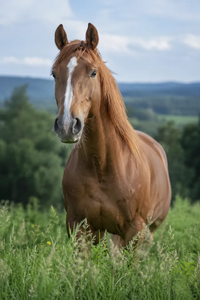 Caballo al aire libre